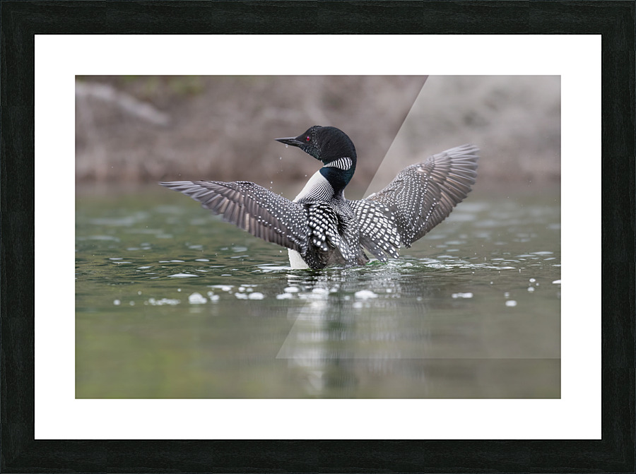 Common Loon Picture Frame print