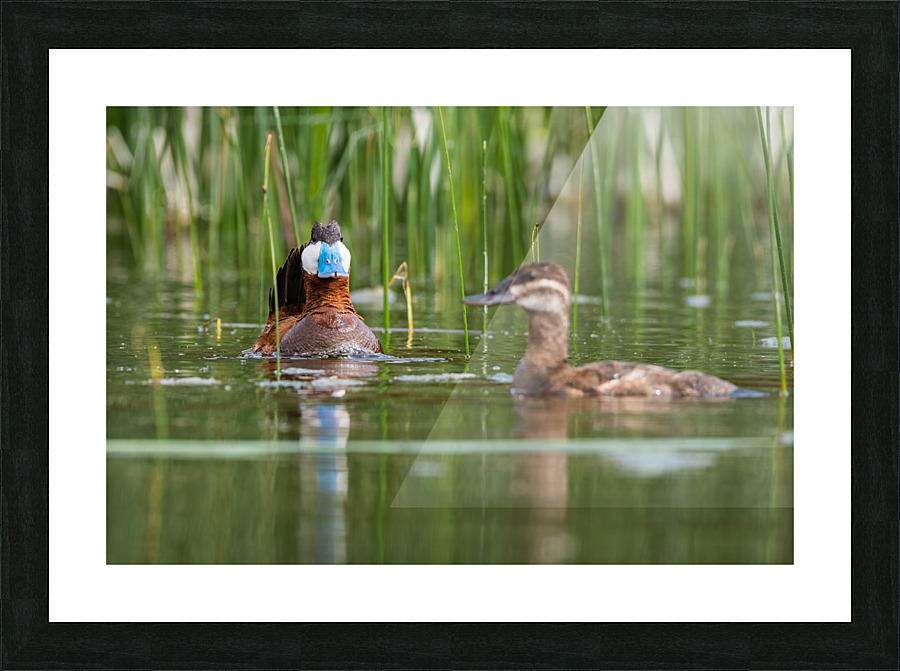 Ruddy Ducks Picture Frame print