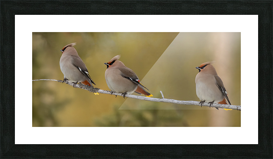 Bohemian Waxwings Picture Frame print