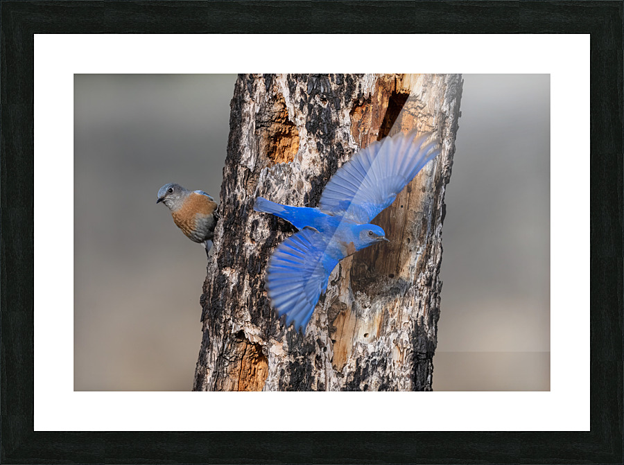 Western Bluebirds Picture Frame print