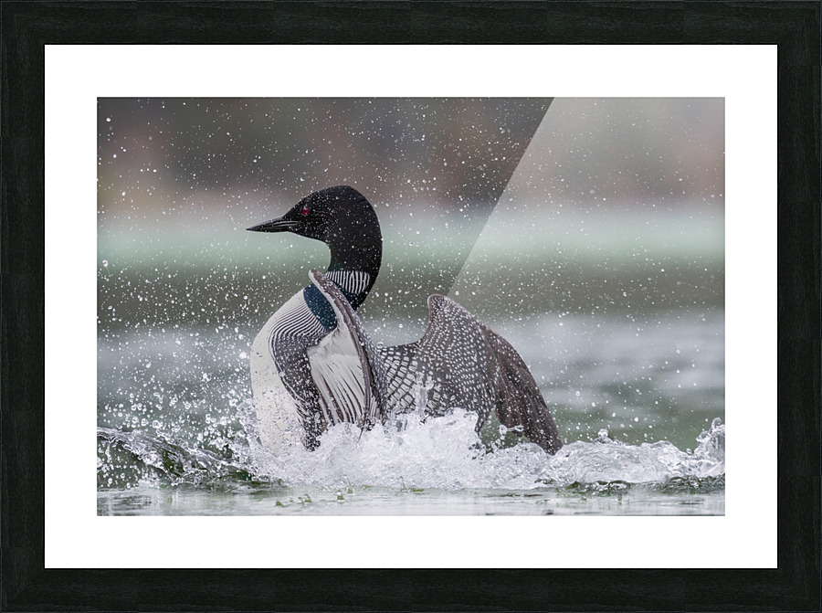Common Loon Picture Frame print