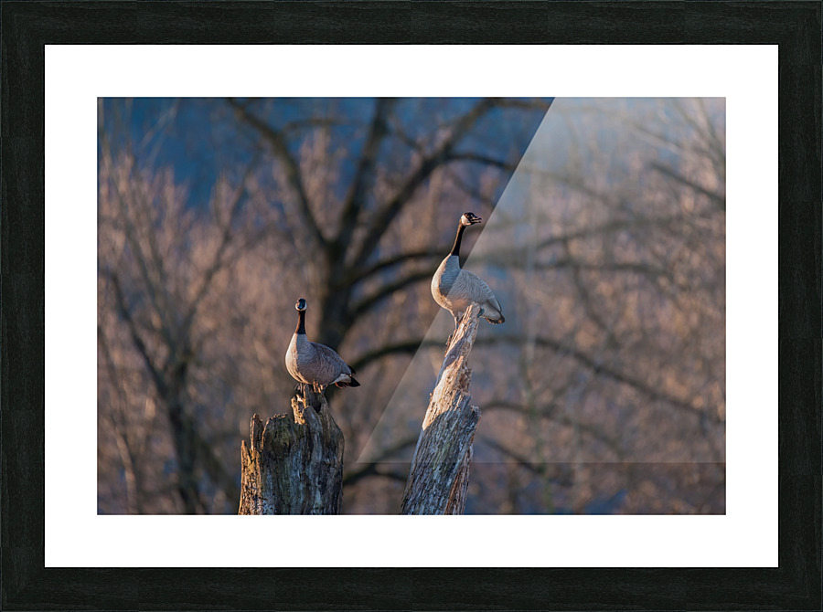 Canadian Geese Picture Frame print