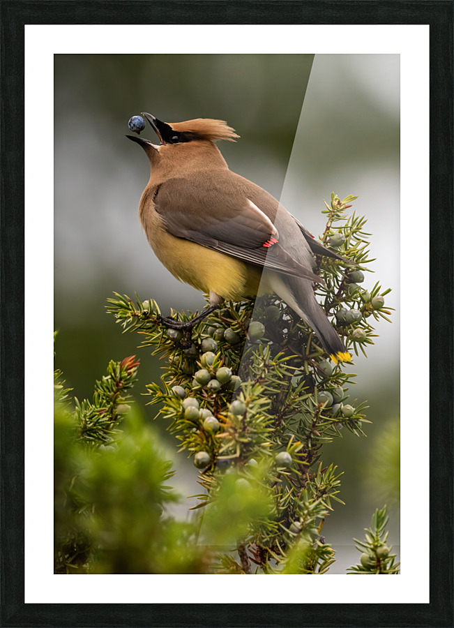 Cedar Waxwing Impression et Cadre photo