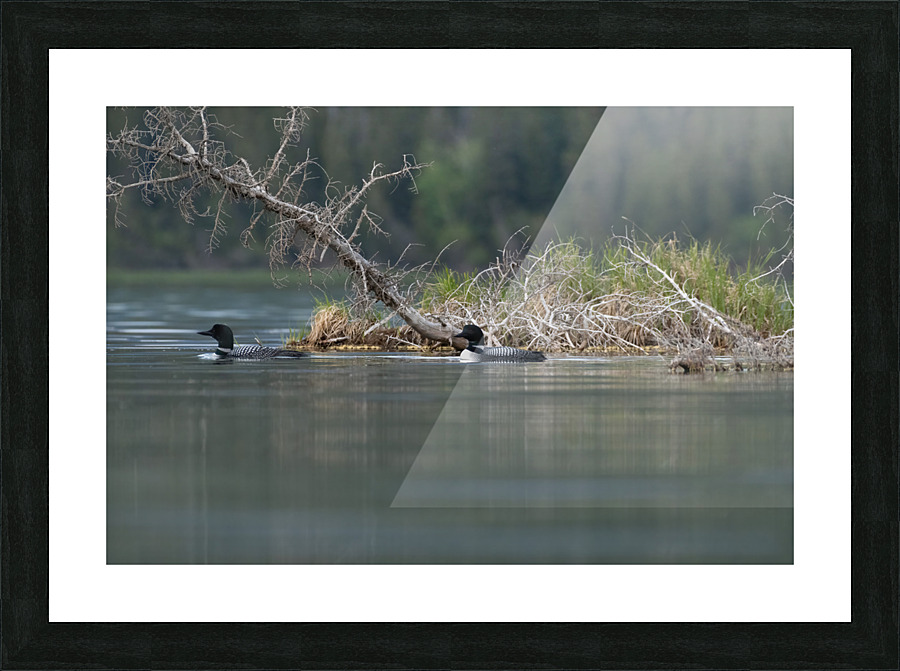 Common Loons Picture Frame print