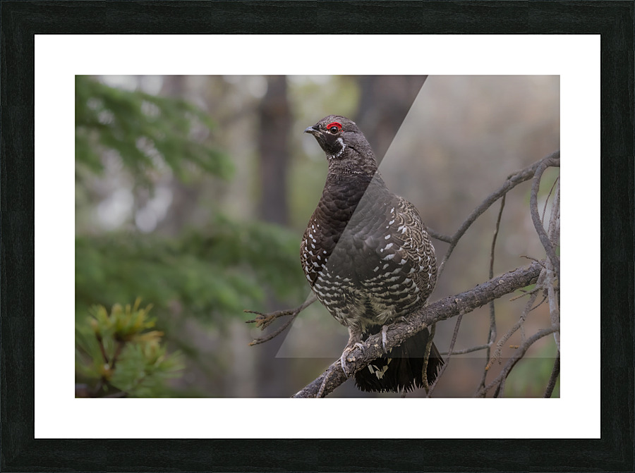 Male Spruce Grouse Picture Frame print