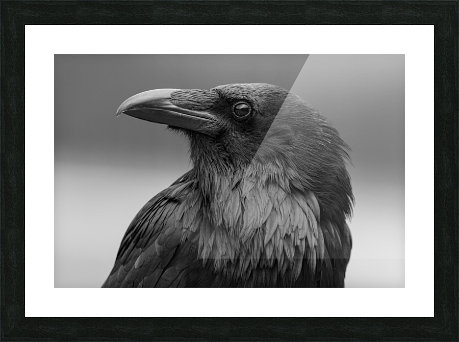 Raven Picture Frame print