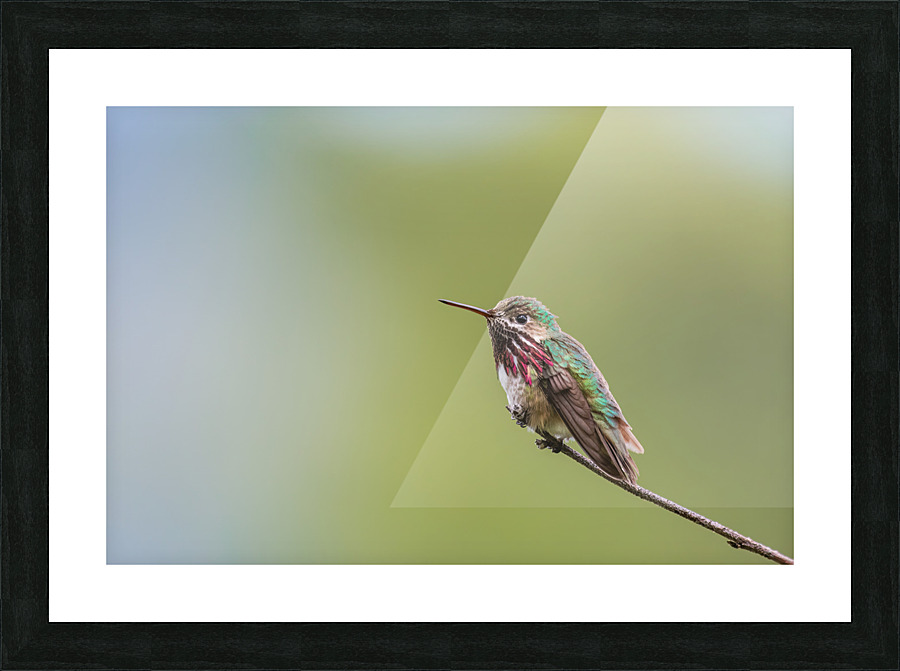 Male Calliope Hummingbird Picture Frame print
