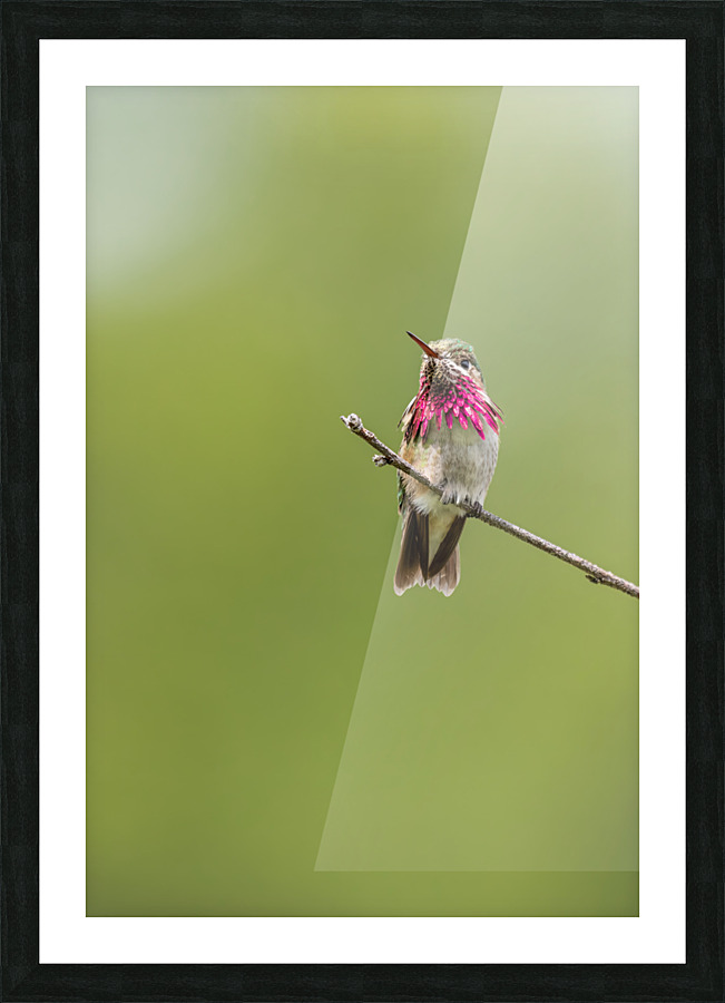 Male Calliope Hummingbird Impression et Cadre photo