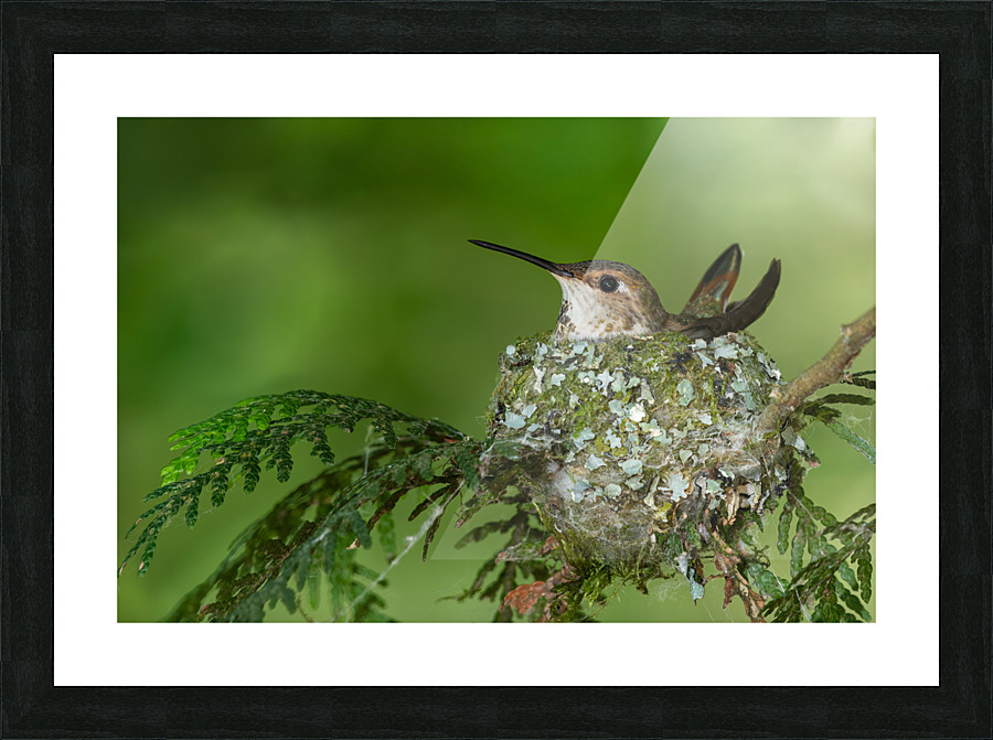 Female Rufous Hummingbird Picture Frame print