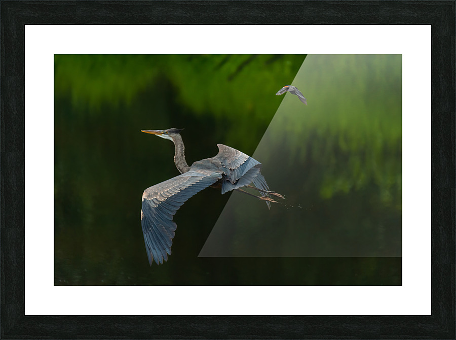 Great Blue Heron Picture Frame print