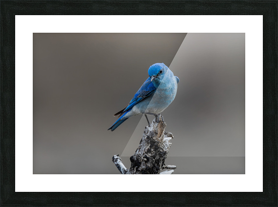Male Mountain Bluebird Picture Frame print