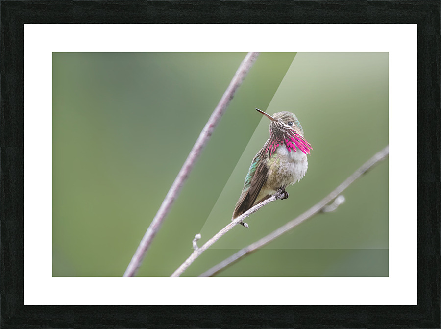 Male Calliope Hummingbird Picture Frame print