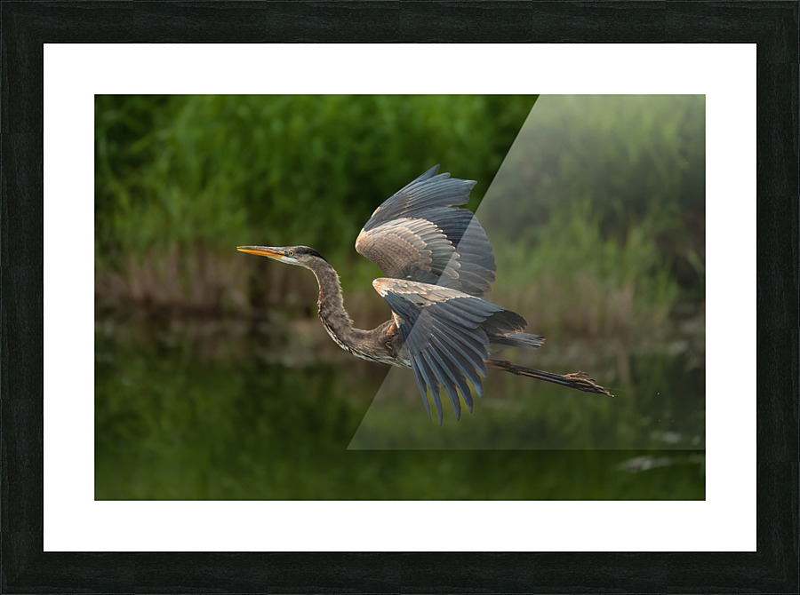 Great Blue Heron Picture Frame print