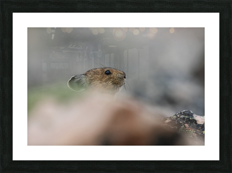 American Pika Picture Frame print
