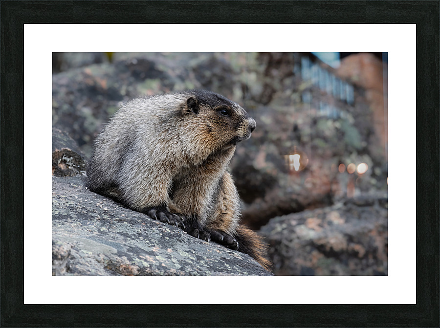 Hoary Marmot Picture Frame print