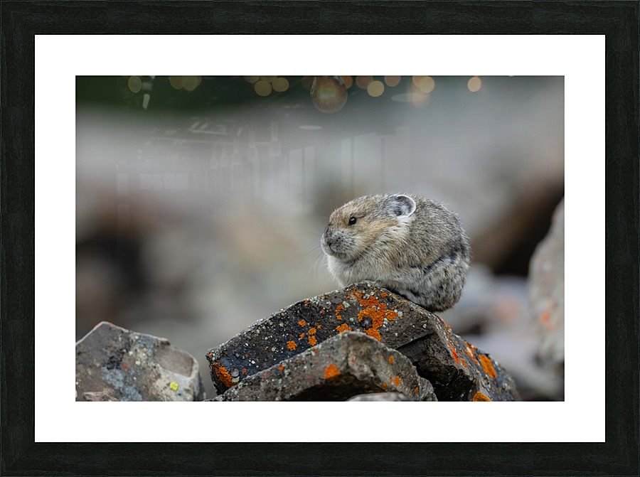 American Pika Picture Frame print