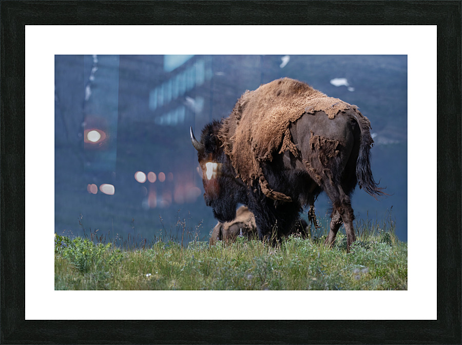 Male Bison Picture Frame print