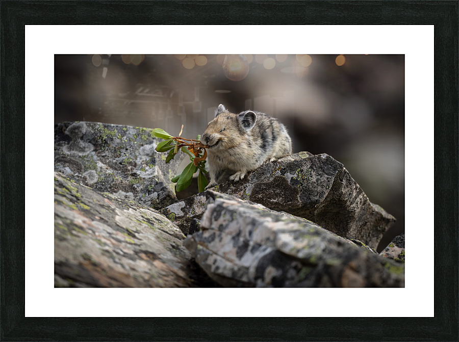American Pika Picture Frame print