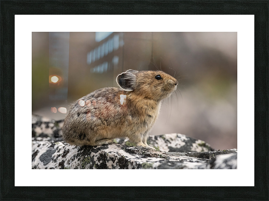American Pika Picture Frame print