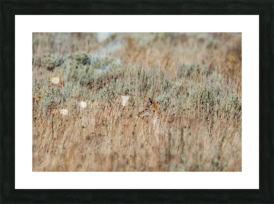 Coyote Impression et Cadre photo