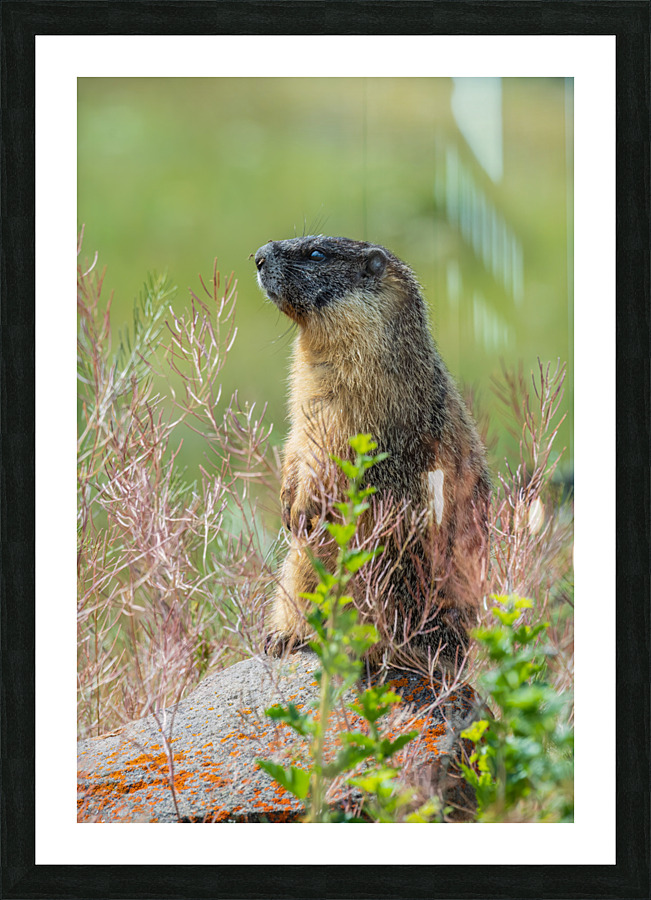Yellow-bellied Marmot Picture Frame print