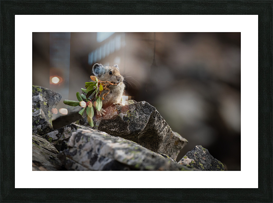 American Pika Picture Frame print