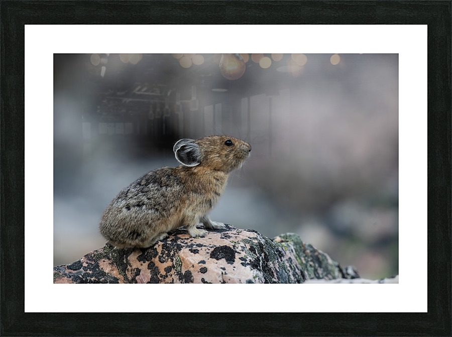 American Pika Picture Frame print