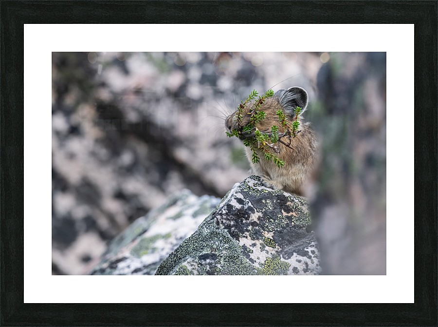 American Pika Impression et Cadre photo