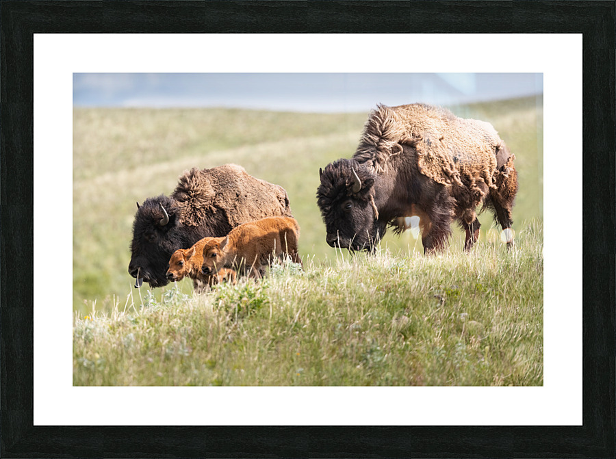 Female Bison with Calves Picture Frame print