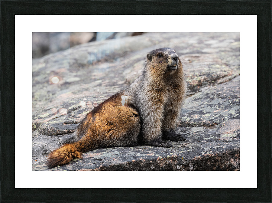 Hoary Marmot Picture Frame print