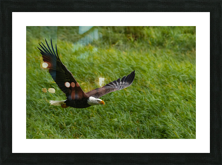 Bald Eagle Picture Frame print