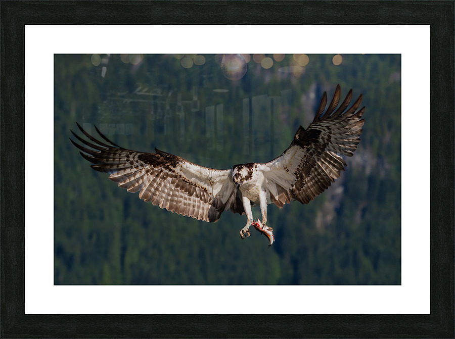 Osprey Picture Frame print
