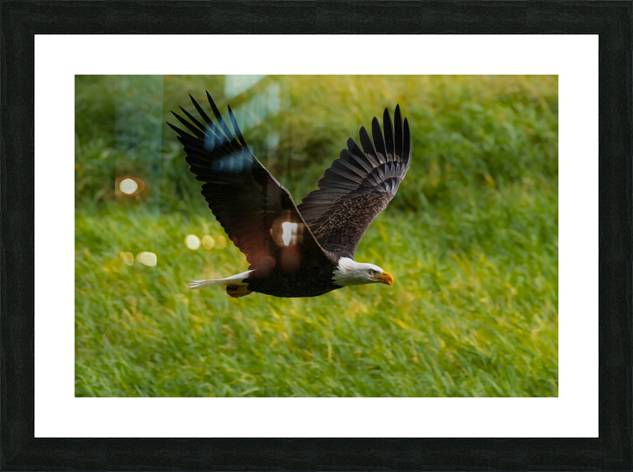 Bald Eagle Picture Frame print