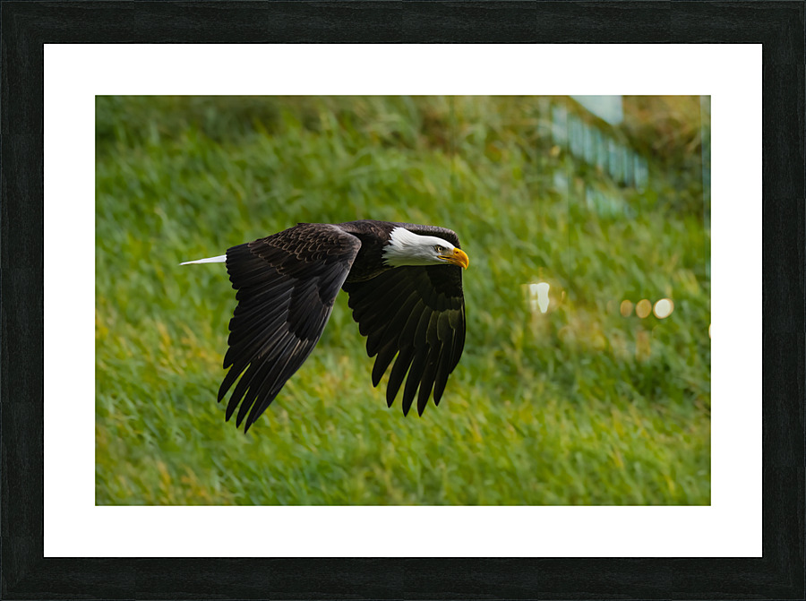 Bald Eagle Picture Frame print