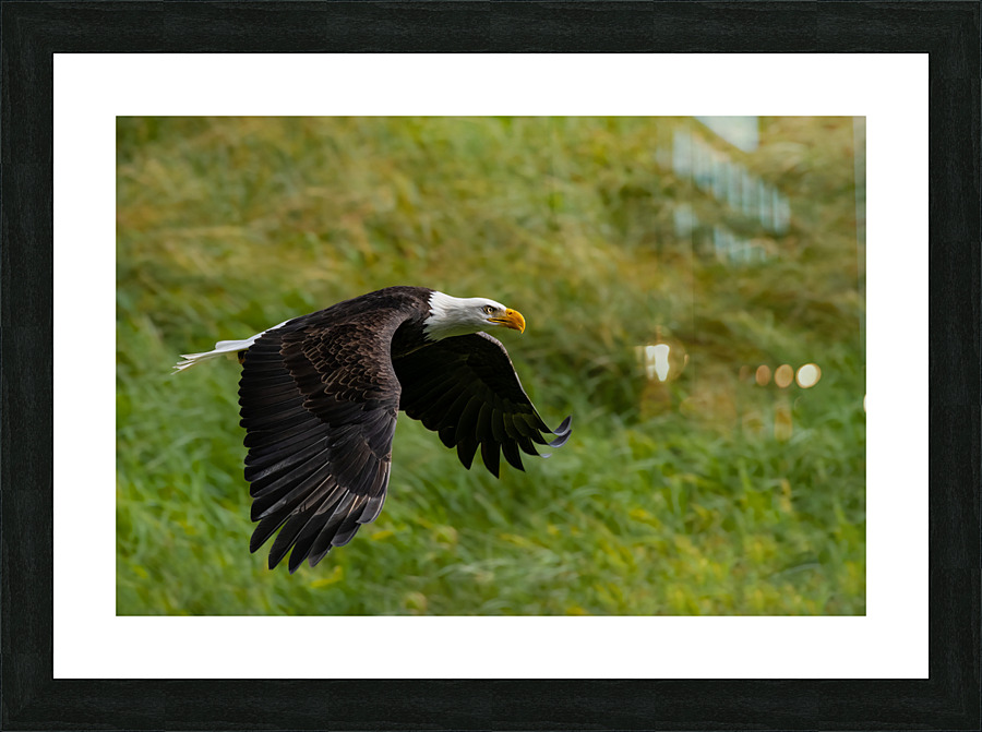 Bald Eagle Picture Frame print
