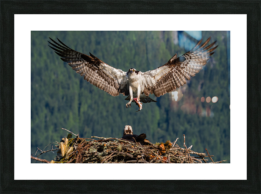 Osprey Picture Frame print