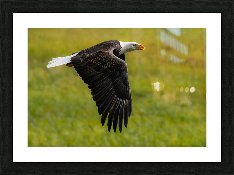 Bald Eagle Picture Frame print