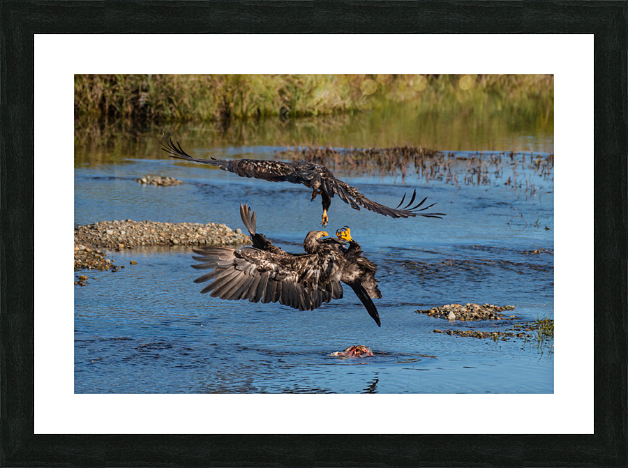 Juvenile Bald Eagles Picture Frame print