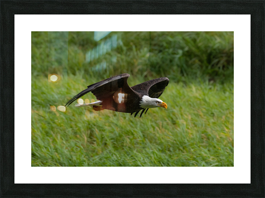Bald Eagle Picture Frame print