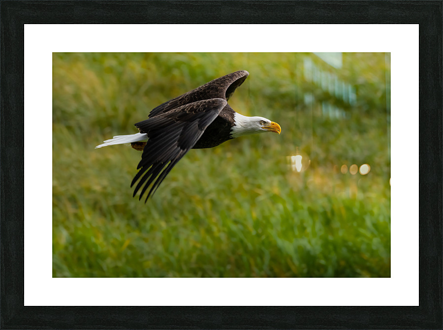 Bald Eagle Picture Frame print