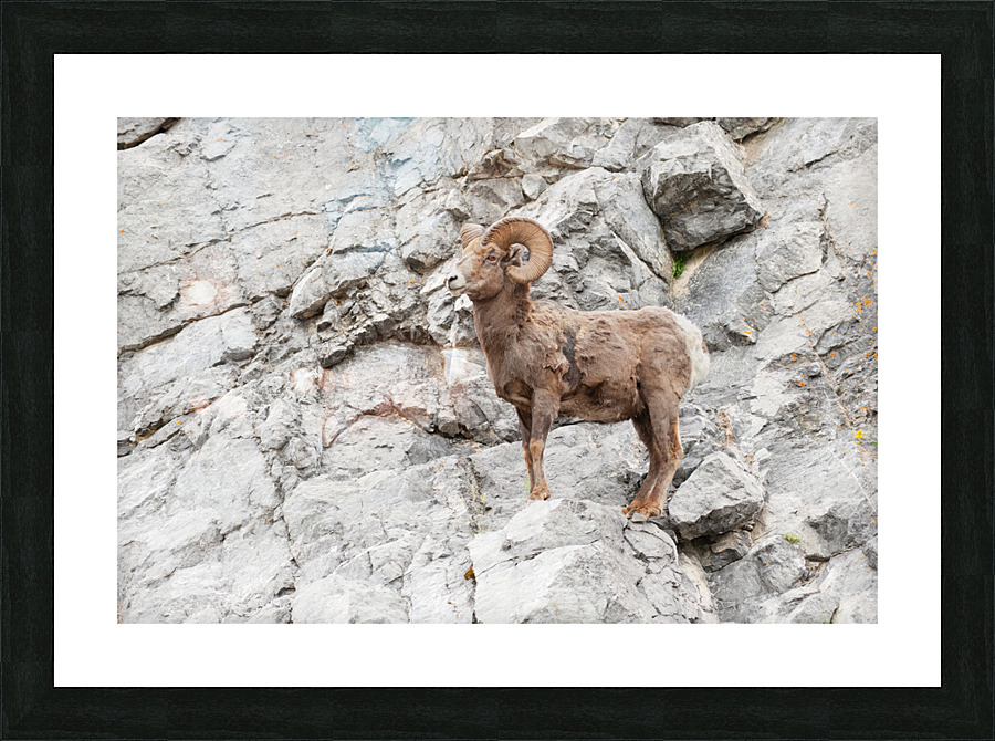 Bighorn Ram Picture Frame print