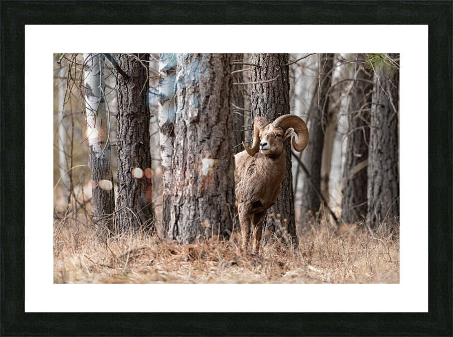 Bighorn Ram Picture Frame print