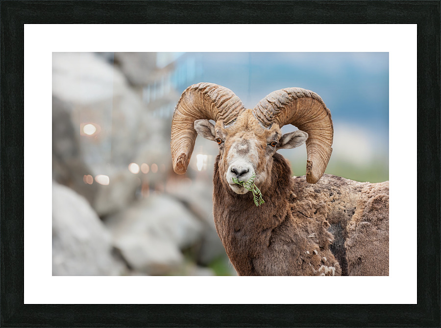 Bighorn Ram Picture Frame print