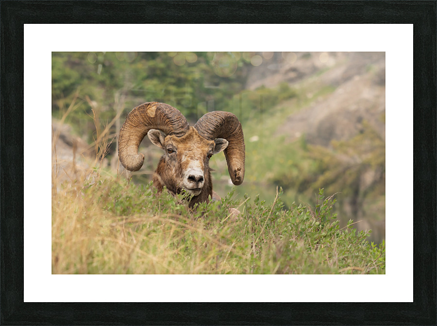 Bighorn Ram Picture Frame print