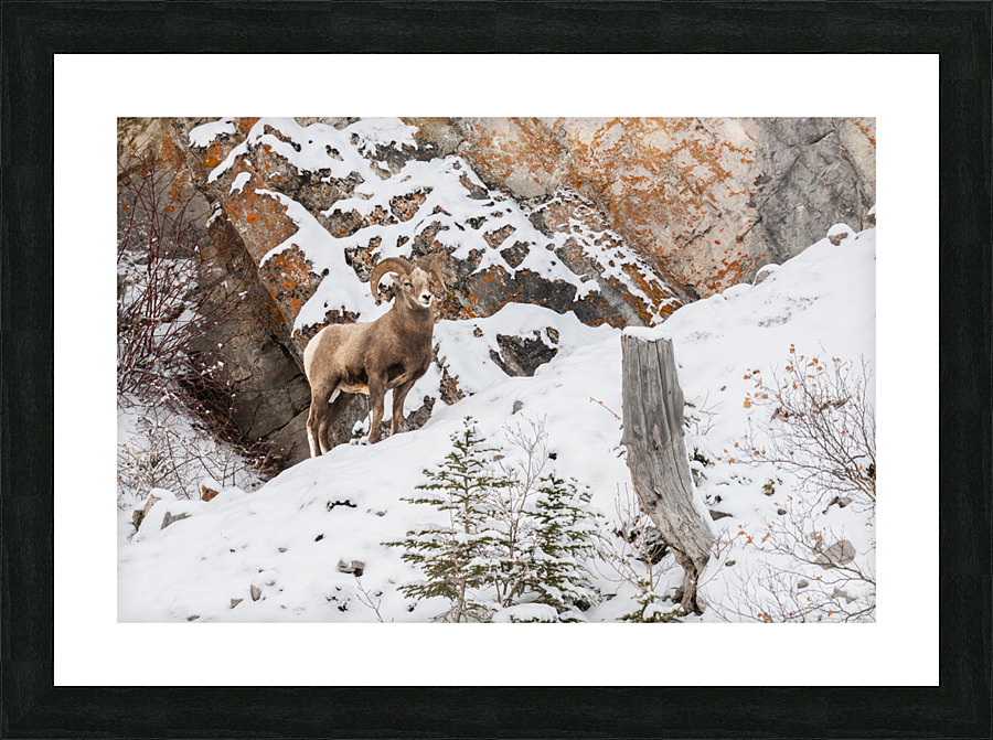 Bighorn Ram Picture Frame print