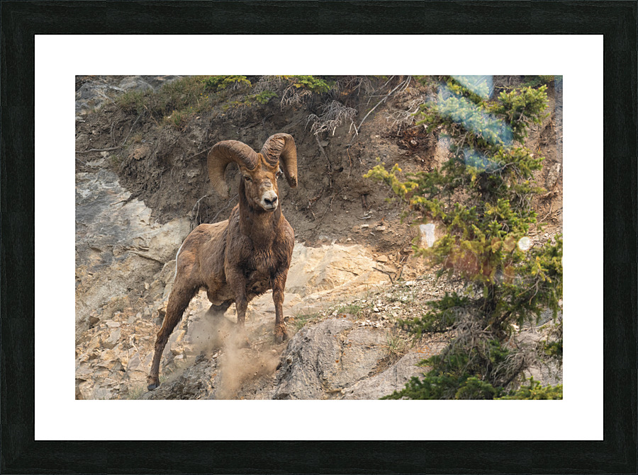 Bighorn Ram Picture Frame print