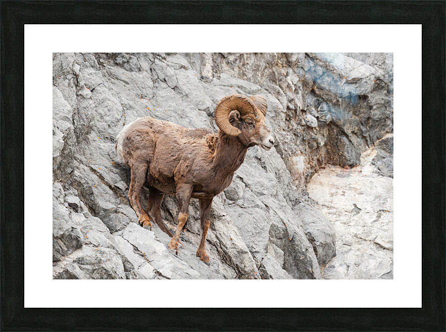 Bighorn Ram Picture Frame print