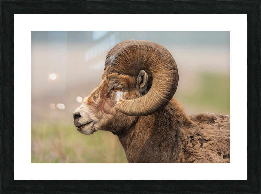 Bighorn Ram Picture Frame print