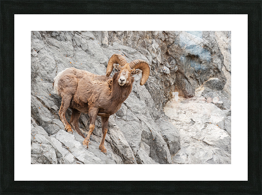 Bighorn Ram Picture Frame print