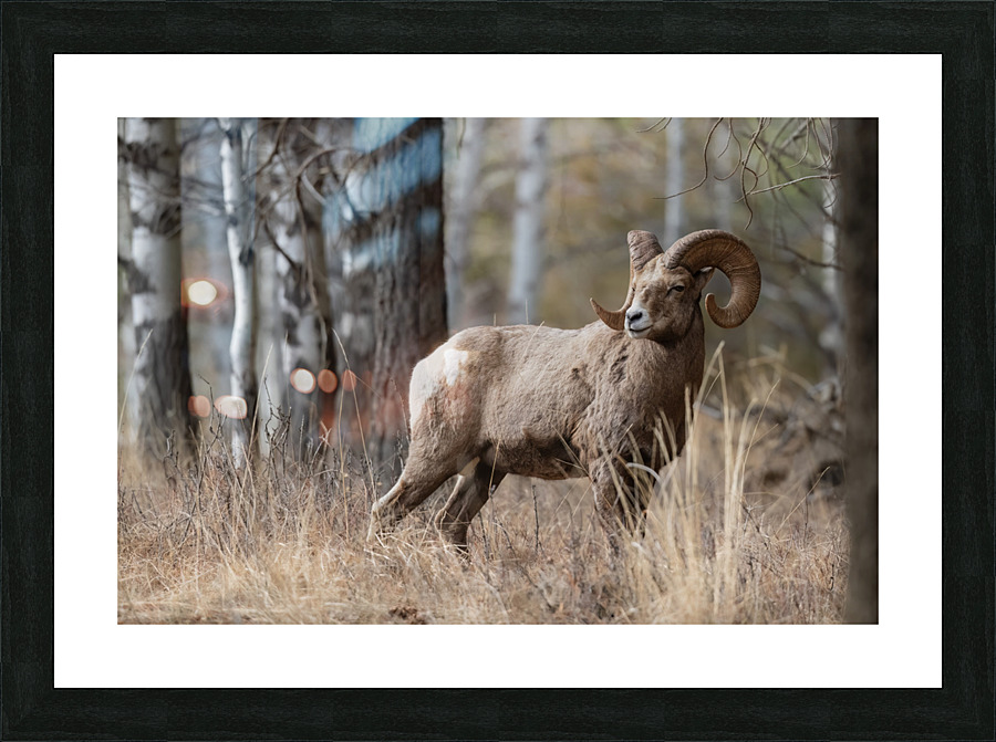 Bighorn Ram Picture Frame print
